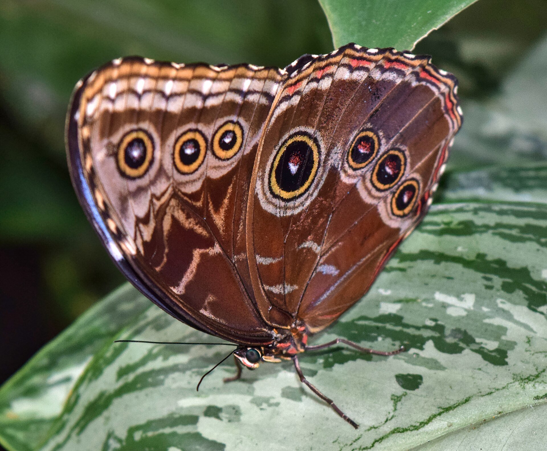 Botanical Gardens & Butterfly Conservatory