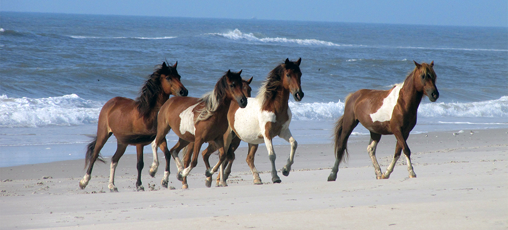 The DelMarVa Coast