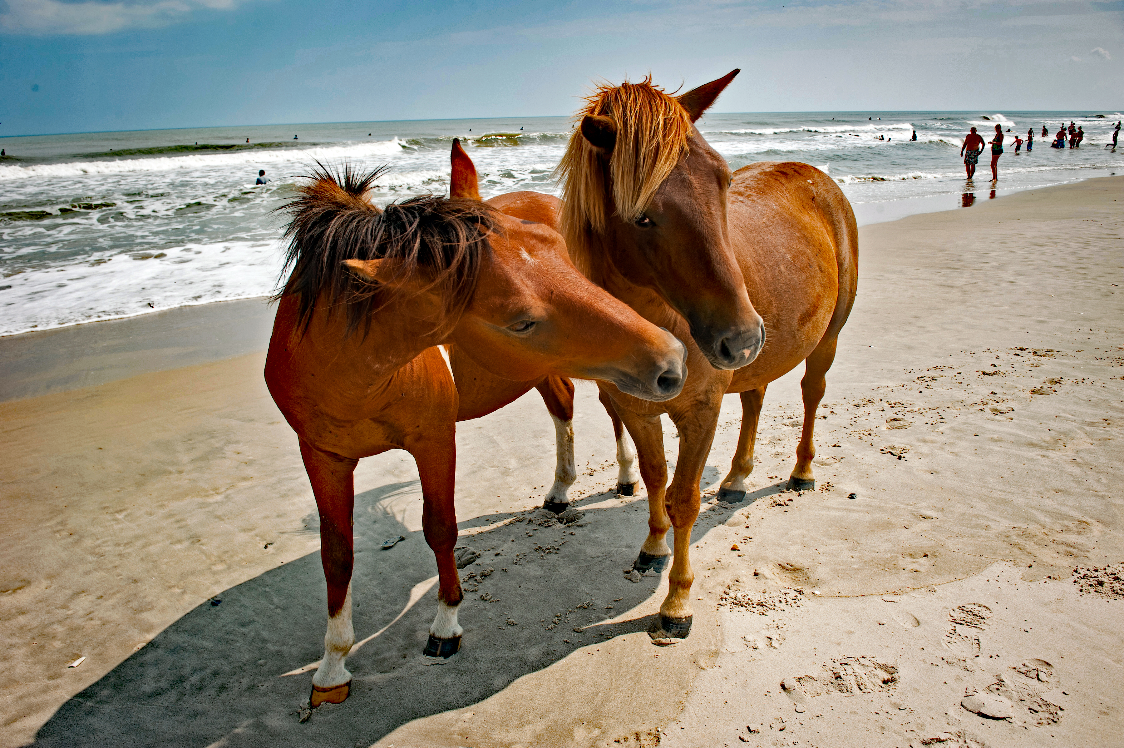 DelMarVa Coast