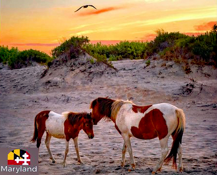 DelMarVa Coast scenery