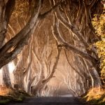 32291_Game of Thrones_ - The Dark Hedges_The Kingsroad